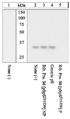 Western blot - Anti-RPS6 (phospho S235 + S236) antibody (AB12864)