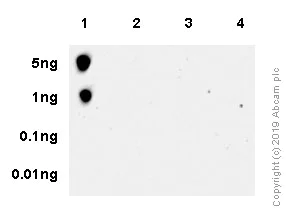Dot Blot - Anti-RPS6 (phospho S235 + S236) antibody [SP50] (AB101691)