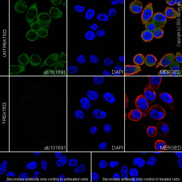 Immunocytochemistry/ Immunofluorescence - Anti-RPS6 (phospho S235 + S236) antibody [SP50] (AB101691)
