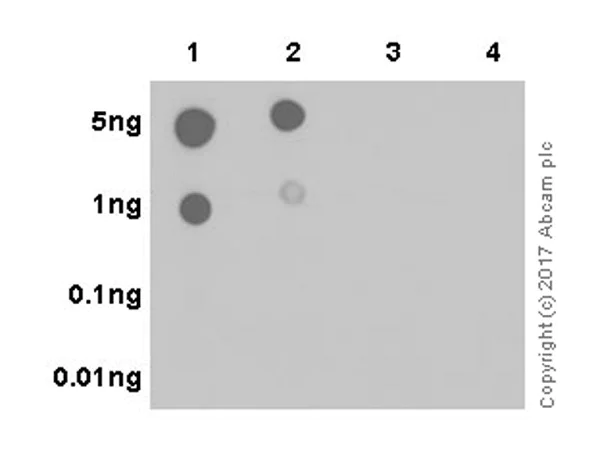 Dot Blot - Anti-RPS6 (phospho S240 + S244) antibody [EPR20770] (AB215214)