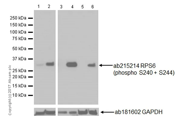 Western blot - Anti-RPS6 (phospho S240 + S244) antibody [EPR20770] (AB215214)