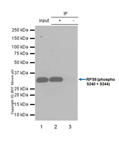 Immunoprecipitation - Anti-RPS6 (phospho S240 + S244) antibody [EPR20770] - BSA and Azide free (AB225578)