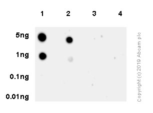 Dot Blot - Anti-RPS6 (phospho S240 + S244) antibody [SP45] (AB81081), expandable thumbnail