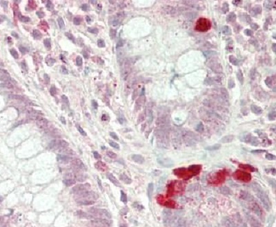Immunohistochemistry (Formalin/PFA-fixed paraffin-embedded sections) - Anti-RPS7 antibody (AB230862)
