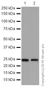 Western blot - Anti-RPS8 antibody [EPR17334] (AB201454)