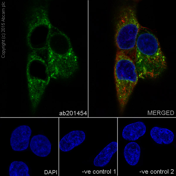 Immunocytochemistry/ Immunofluorescence - Anti-RPS8 antibody [EPR17334] - BSA and Azide free (AB251342), expandable thumbnail