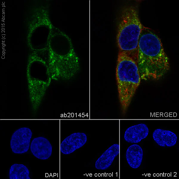 Immunocytochemistry/ Immunofluorescence - Anti-RPS8 antibody [EPR17334] - BSA and Azide free (AB251342)