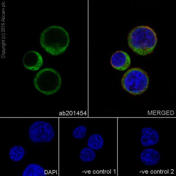 Immunocytochemistry/ Immunofluorescence - Anti-RPS8 antibody [EPR17334] - BSA and Azide free (ab251342), expandable thumbnail