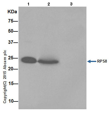 Immunoprecipitation - Anti-RPS8 antibody [EPR17334] - BSA and Azide free (AB251342), expandable thumbnail