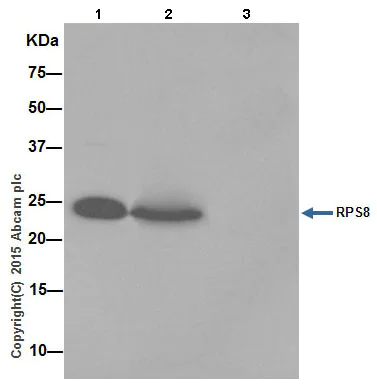 Immunoprecipitation - Anti-RPS8 antibody [EPR17334] - BSA and Azide free (AB251342)