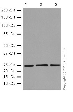 Western blot - Anti-RPS8 antibody [EPR17334] - BSA and Azide free (AB251342), expandable thumbnail