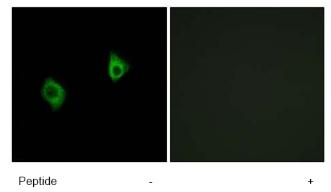 Immunocytochemistry/ Immunofluorescence - Anti-RPS9 antibody (AB74711)