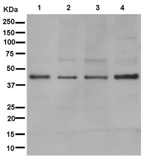Western blot - Anti-RPUSD3 antibody [EPR12911] (AB181121)