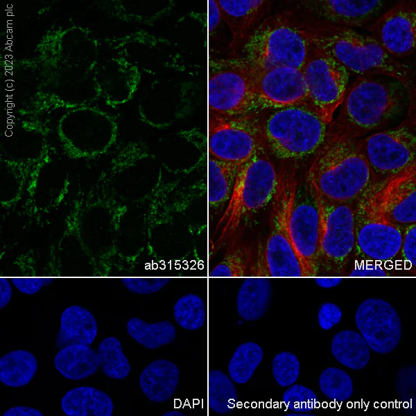 Immunocytochemistry/ Immunofluorescence - Anti-RPUSD4 antibody [EPR26285-12] - BSA and Azide free (AB315327)