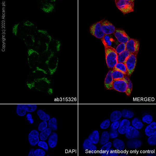 Immunocytochemistry/ Immunofluorescence - Anti-RPUSD4 antibody [EPR26285-12] - BSA and Azide free (AB315327)