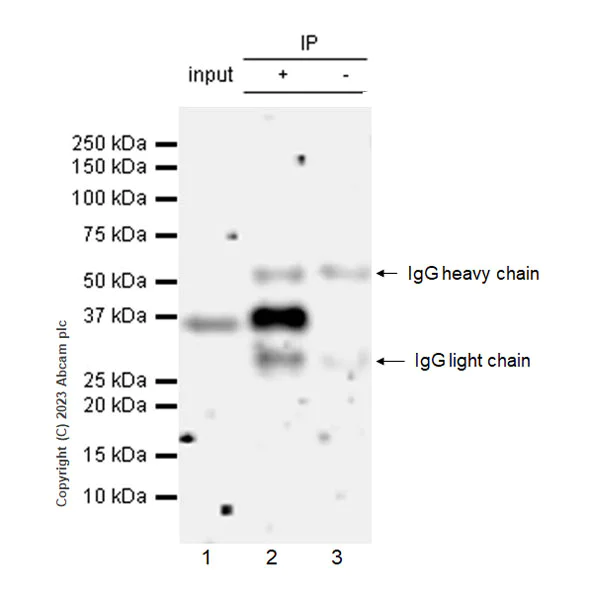 Immunoprecipitation - Anti-RPUSD4 antibody [EPR26285-12] - BSA and Azide free (AB315327)