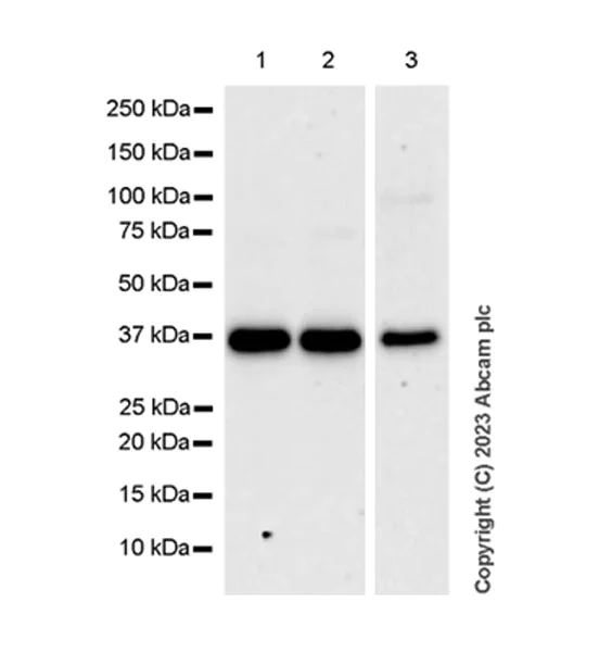 Western blot - Anti-RPUSD4 antibody [EPR26285-12] - BSA and Azide free (AB315327)