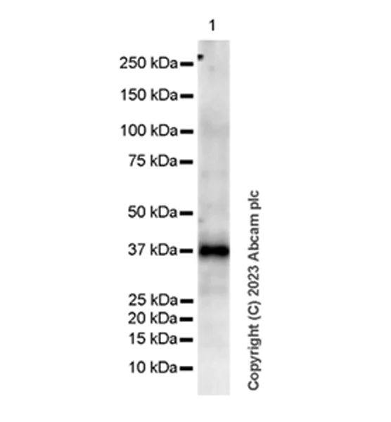 Western blot - Anti-RPUSD4 antibody [EPR26285-12] - BSA and Azide free (AB315327)