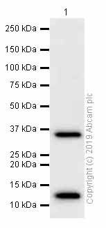 Western blot - Anti-RRAD antibody [EPR12856] (AB177151)