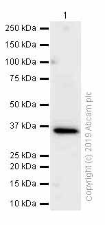 Western blot - Anti-RRAD antibody [EPR12856] (AB177151)