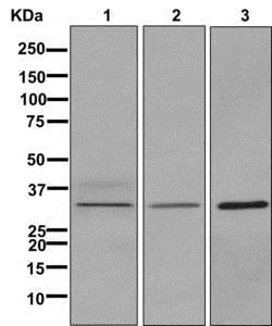 Western blot - Anti-RRAD antibody [EPR12856] - BSA and Azide free (AB205977)