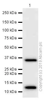 Western blot - Anti-RRAD antibody [EPR12856] - BSA and Azide free (AB205977)