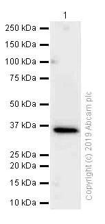 Western blot - Anti-RRAD antibody [EPR12856] - BSA and Azide free (AB205977)