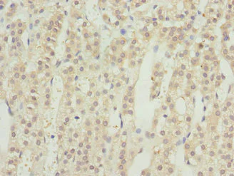 Immunohistochemistry (Formalin/PFA-fixed paraffin-embedded sections) - Anti-RRAGC antibody (AB230184)