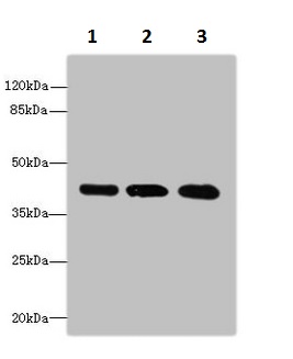 Western blot - Anti-RRAGC antibody (AB230184), expandable thumbnail