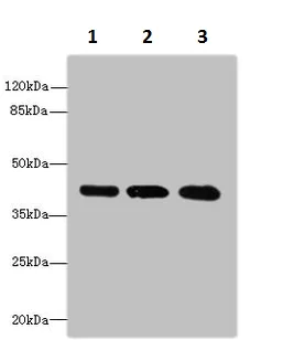 Western blot - Anti-RRAGC antibody (AB230184)