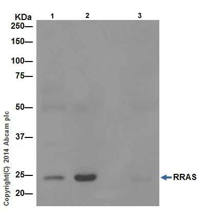 Immunoprecipitation - Anti-RRAS antibody (AB191791)