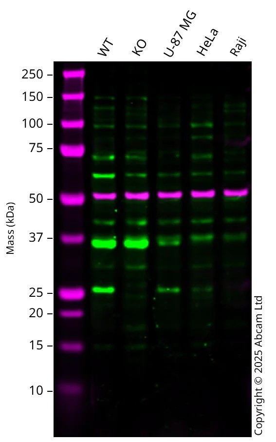 Western blot - Anti-RRAS antibody (AB191791)