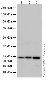 Western blot - Anti-RRAS antibody (AB191791)