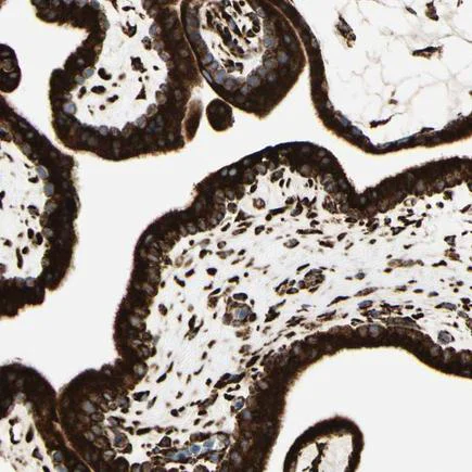 Immunohistochemistry (Formalin/PFA-fixed paraffin-embedded sections) - Anti-RRBP1 antibody (AB224354)
