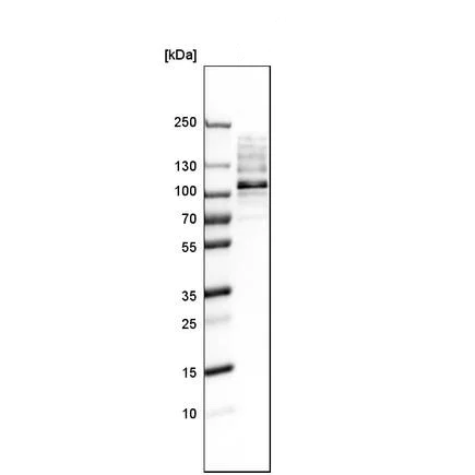 Western blot - Anti-RRBP1 antibody (AB224354)
