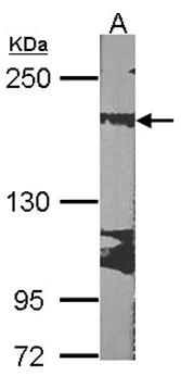 Western blot - Anti-RRBP1 antibody (AB95983)