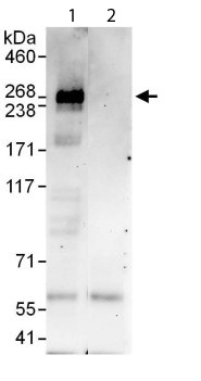 Immunoprecipitation - Anti-RREB1 antibody (AB113287), expandable thumbnail