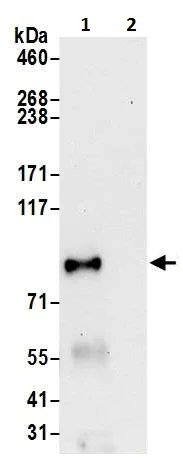 Immunoprecipitation - Anti-RRM1 antibody (AB226391)