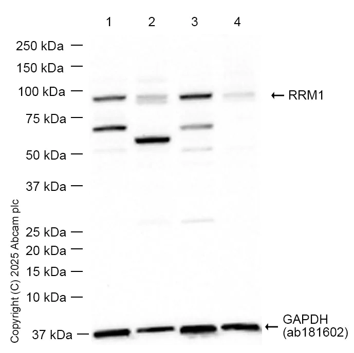 Western blot - Anti-RRM1 antibody [EPR8482] (AB133690)