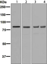 Western blot - Anti-RRM1 antibody [EPR8482] - BSA and Azide free (AB248620)