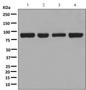 Western blot - Anti-RRM1 antibody [EPR8483] (ab137114), expandable thumbnail