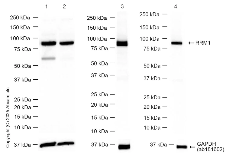 Western blot - Anti-RRM1 antibody [EPR8483] (AB137114)