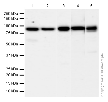 Western blot - Anti-RRM1 antibody [EPR8483] (AB137114), expandable thumbnail