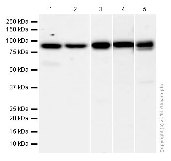 Western blot - Anti-RRM1 antibody [EPR8483] (AB137114)