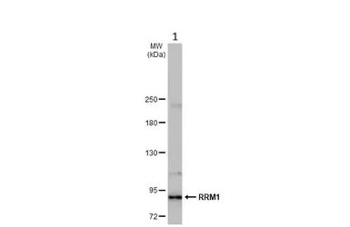 Western blot - Anti-RRM1 antibody [HL1231] (AB308348)