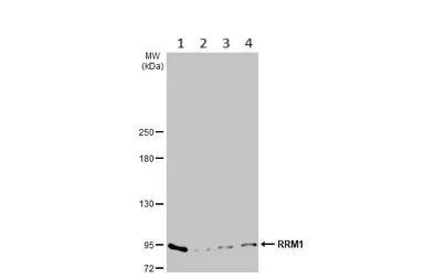 Western blot - Anti-RRM1 antibody [HL1231] (AB308348)
