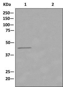 Immunoprecipitation - Anti-RRM2 antibody [EPR11820] - BSA and Azide free (AB240166), expandable thumbnail