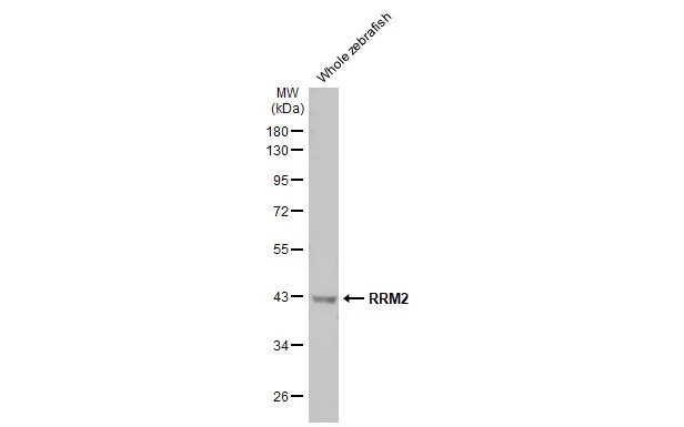 Western blot - Anti-RRM2 antibody [HL1235] (AB308351), expandable thumbnail