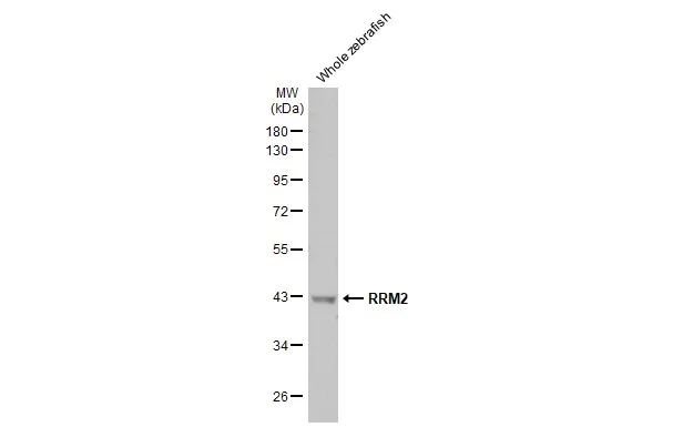 Western blot - Anti-RRM2 antibody [HL1235] - BSA and Azide free (AB308351)