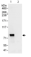 Immunoprecipitation - Anti-RRN3 antibody (AB112052)